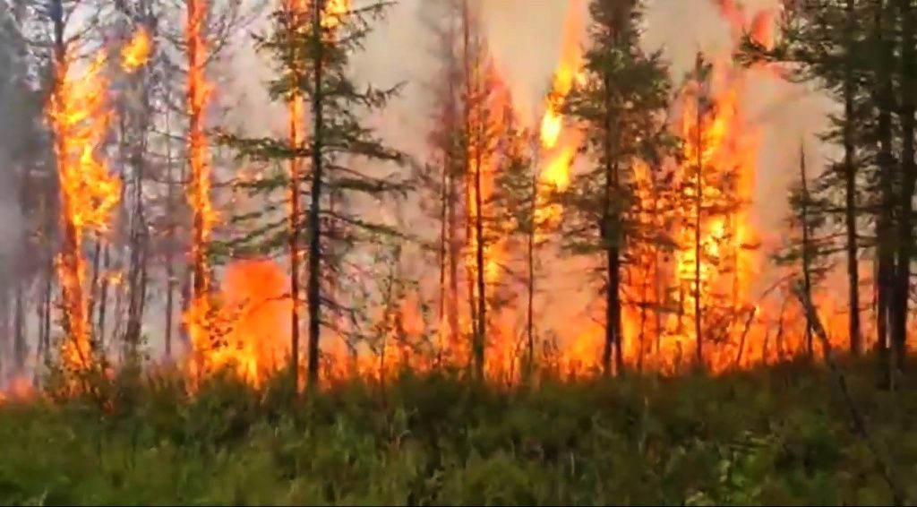 Госдума одобрила проект о лишении свободы за лесные пожары с большим ущербом.jpg